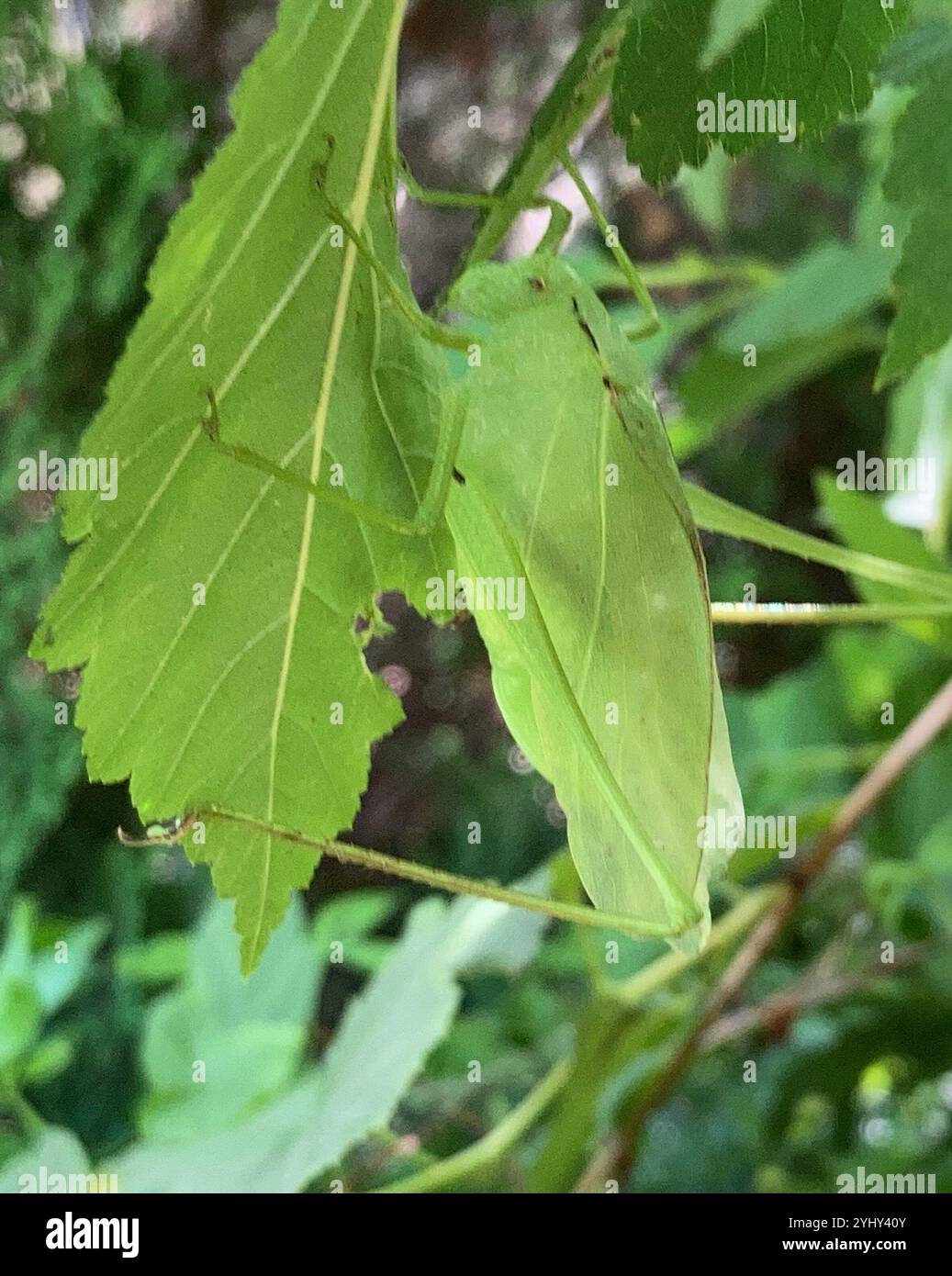 Oblong-winged Katydid (Amblycorypha oblongifolia Stock Photo - Alamy