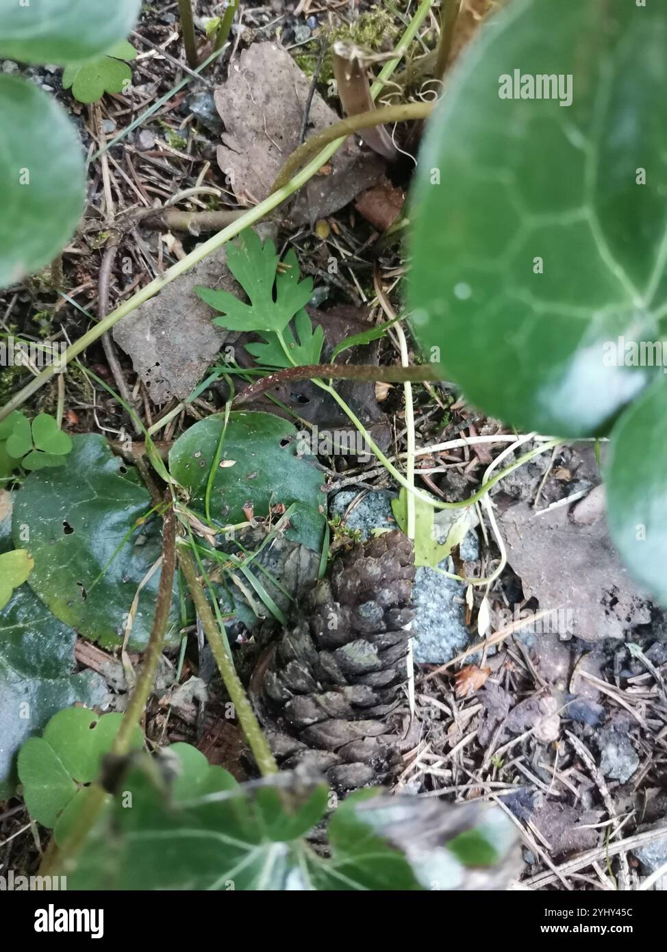 Asarabacca (Asarum europaeum Stock Photo - Alamy