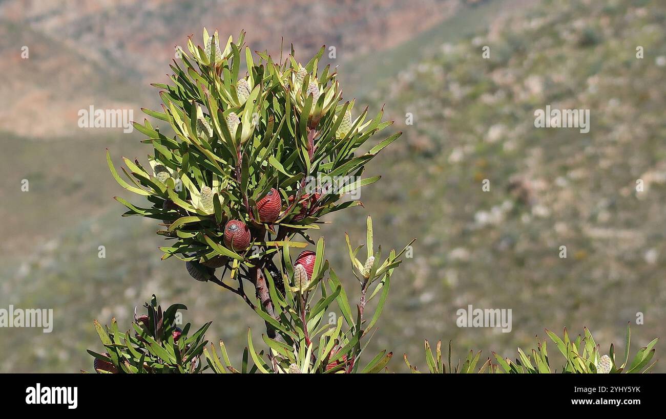 Conebushes (Leucadendron) Stock Photo