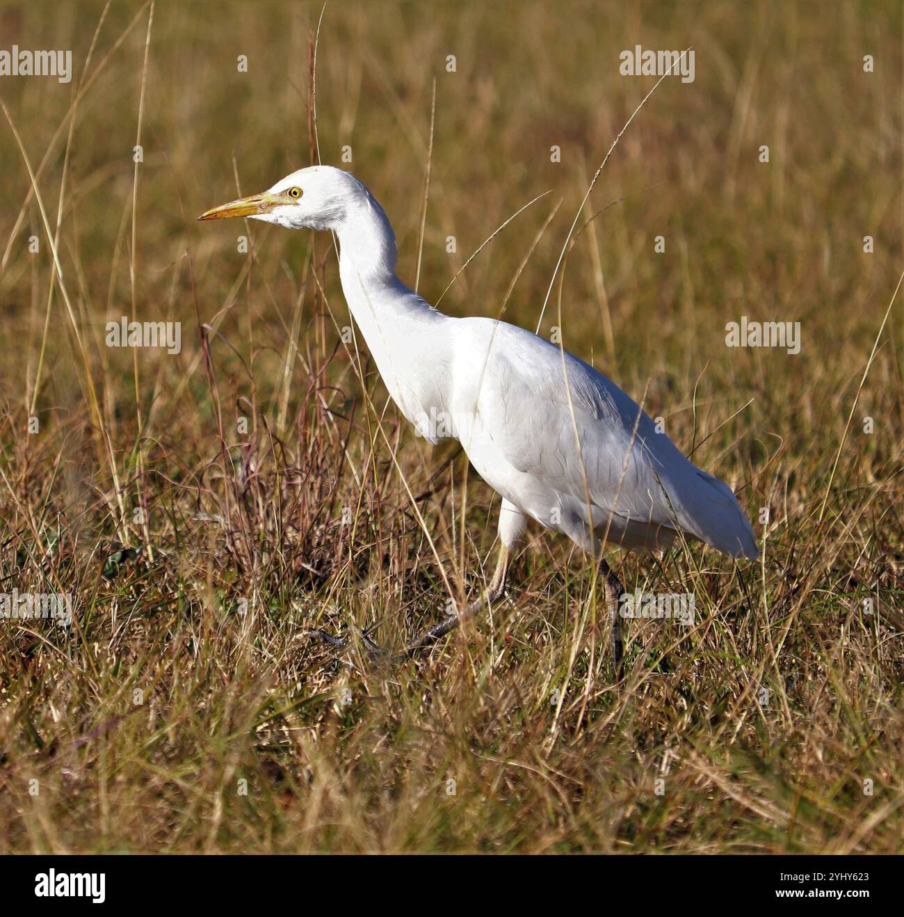 Western Cattle Egret (Bubulcus ibis Stock Photo - Alamy
