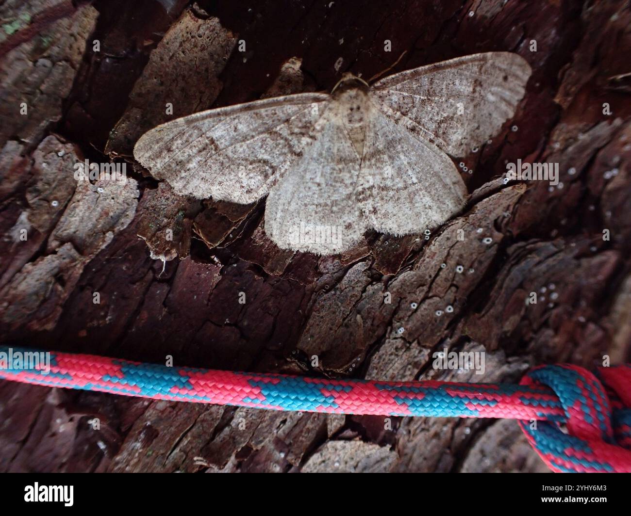 Imitata hi-res stock photography and images - Alamy