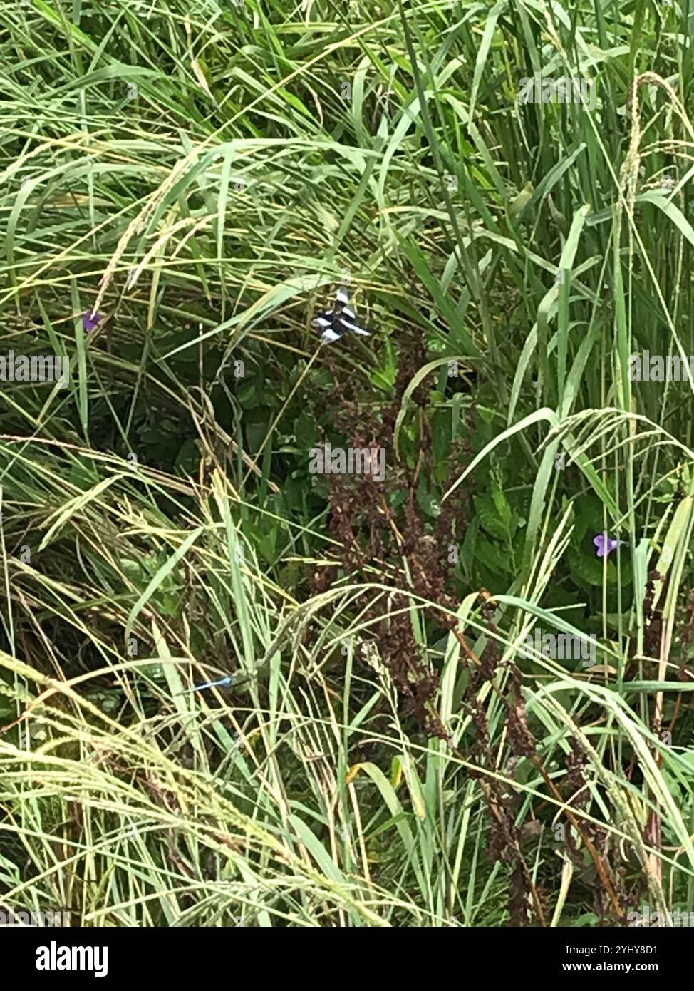 Widow Skimmer (Libellula luctuosa Stock Photo - Alamy