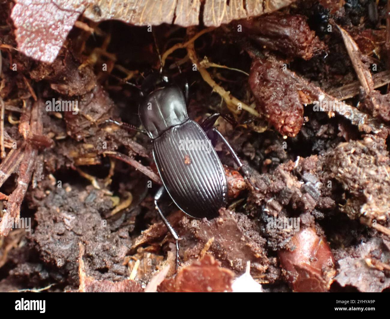 Clock Insect Blackclock hi-res stock photography and images - Alamy