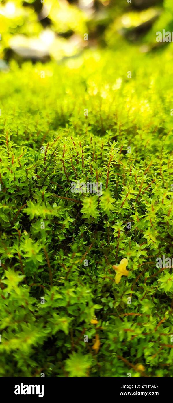 Ptychostomum pseudotriquetrum hi-res stock photography and images - Alamy