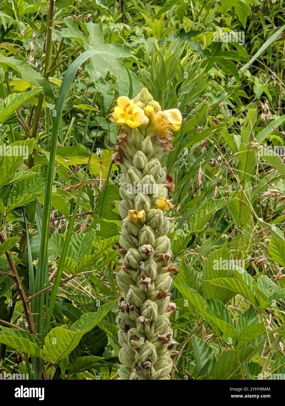 lily plant seeds Dietes Bicolor Fortnight Lily Flower Seeds – Easy Grow Seeds main image 0