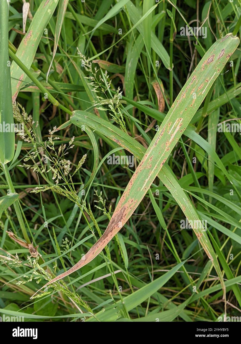 rust fungi (Pucciniales Stock Photo - Alamy