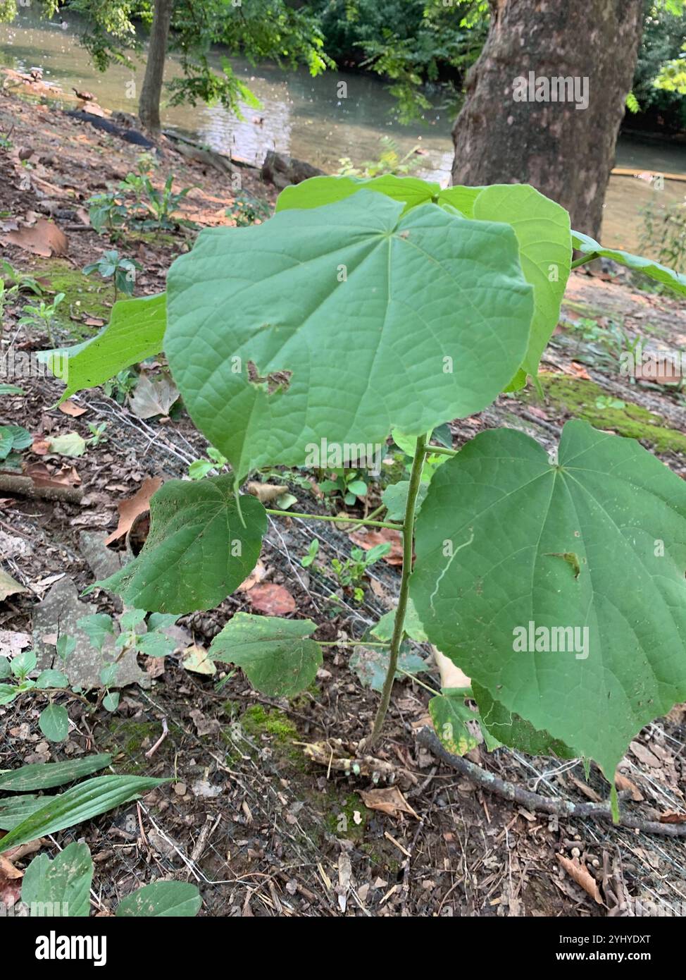 The Princess Tree Princess Tree Paulownia Tomentosa Wood – DGDSKD
