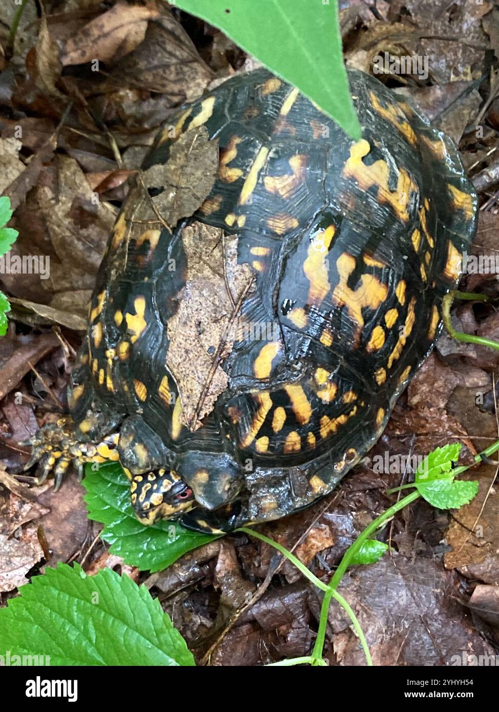Eastern Box Turtle (Terrapene carolina carolina Stock Photo - Alamy