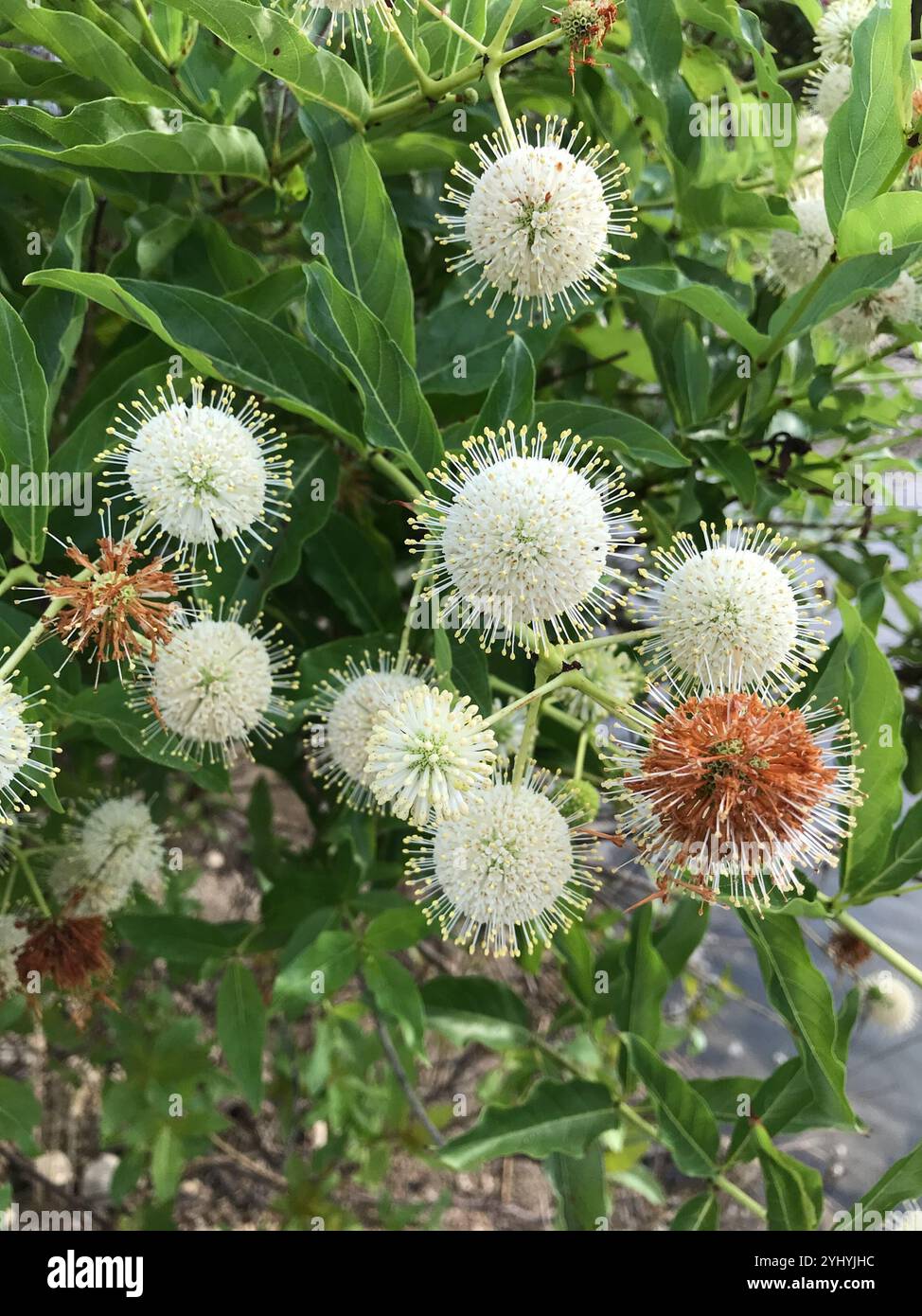 buttonbush (Cephalanthus occidentalis Stock Photo - Alamy