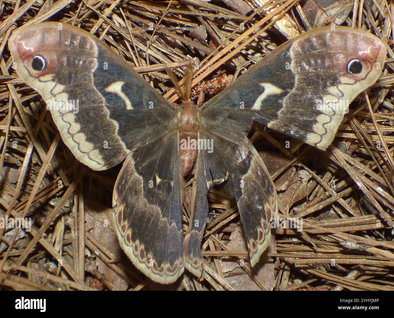 Tulip-tree Silkmoth (Callosamia angulifera Stock Photo - Alamy