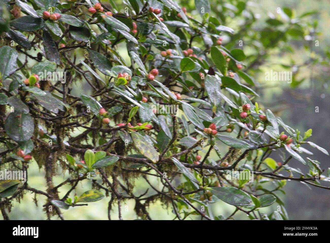attorney trees (Clusia Stock Photo - Alamy