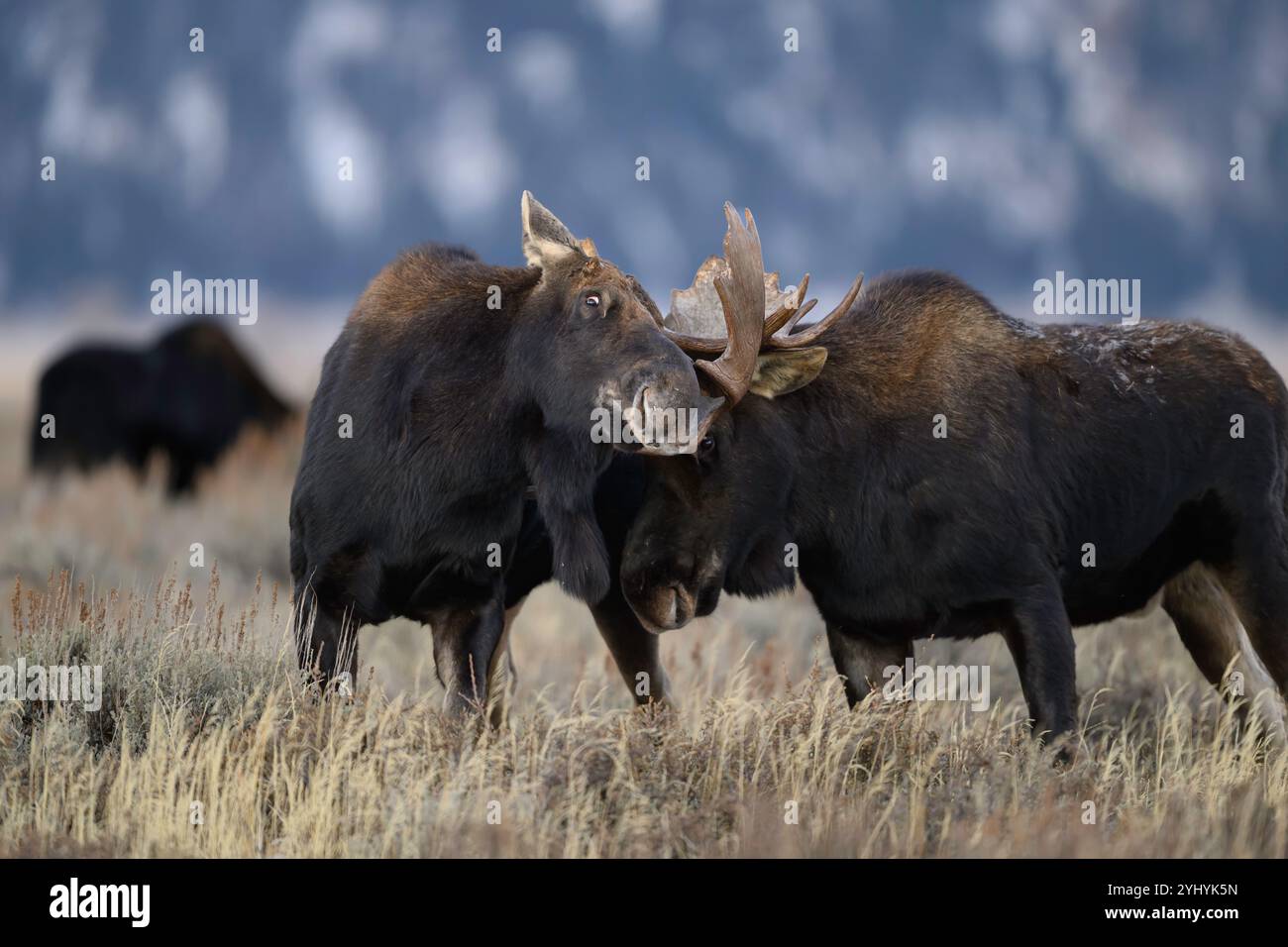 Bull moose sparring during the rut in Grand Teton National Park ...