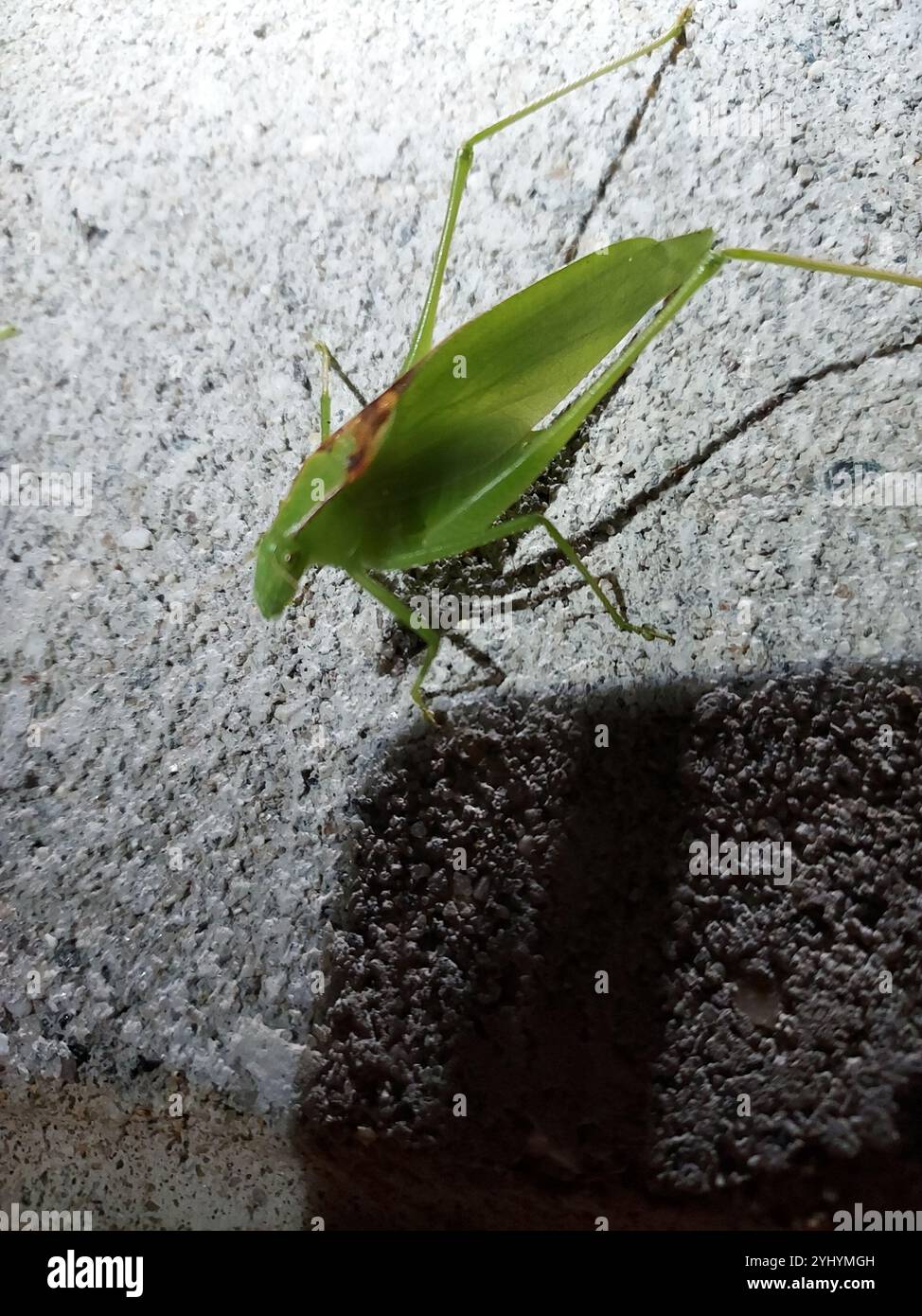 Oblong-winged Katydid (Amblycorypha oblongifolia Stock Photo - Alamy