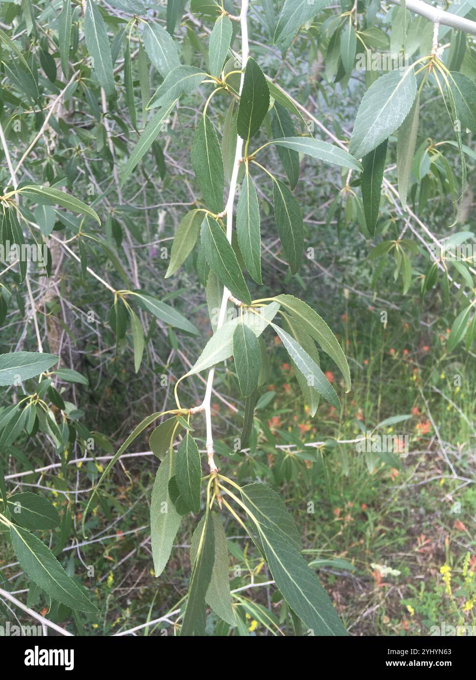 Narrowleaf Cottonwood (Populus angustifolia Stock Photo - Alamy