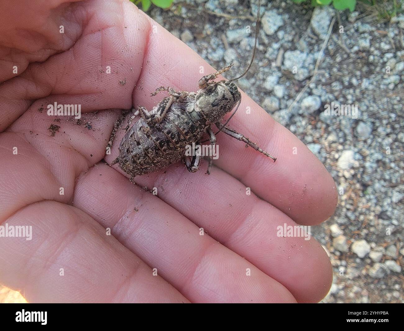 Great Grig (Cyphoderris monstrosa Stock Photo - Alamy