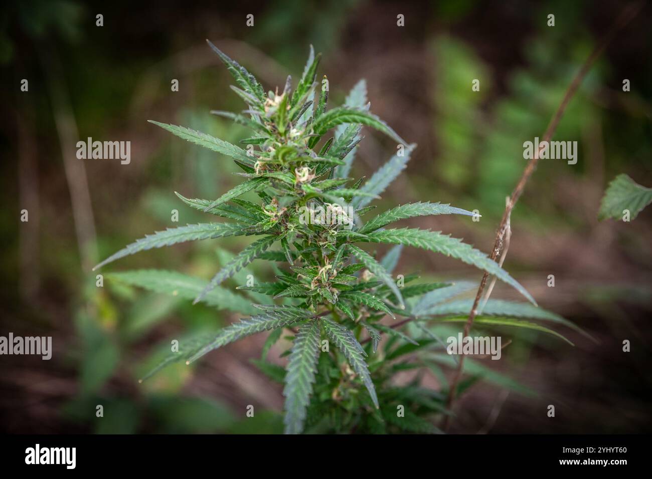Feral cannabis hi-res stock photography and images - Alamy