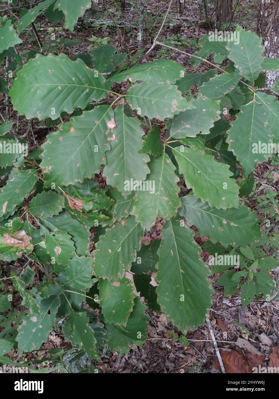 chinkapin oak (Quercus muehlenbergii Stock Photo - Alamy