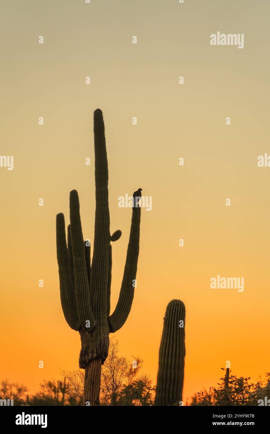 Sunsrt in the Sonoran Desert with Saguaro cactus near Phoenix, Arizona ...