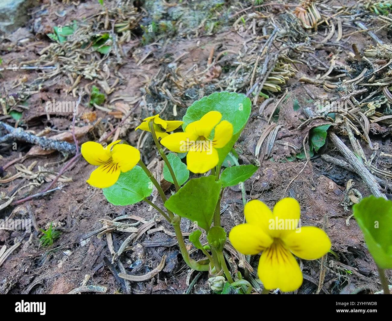 Roundleaf Violet Viola orbiculata hi-res stock photography and images - Alamy