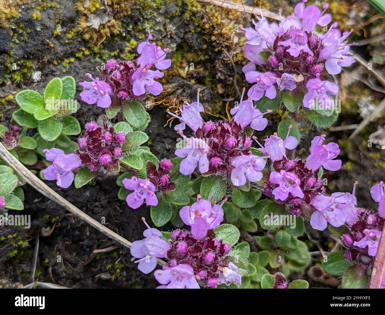 Mother of thyme thymus hi-res stock photography and images - Alamy