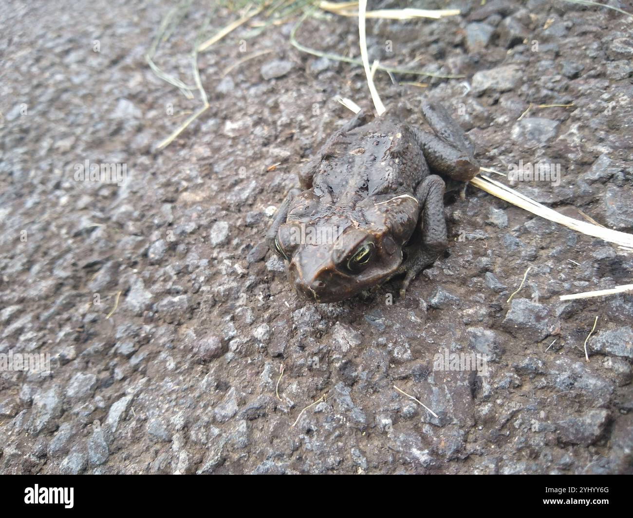 Giant Toad (Rhinella horribilis Stock Photo - Alamy