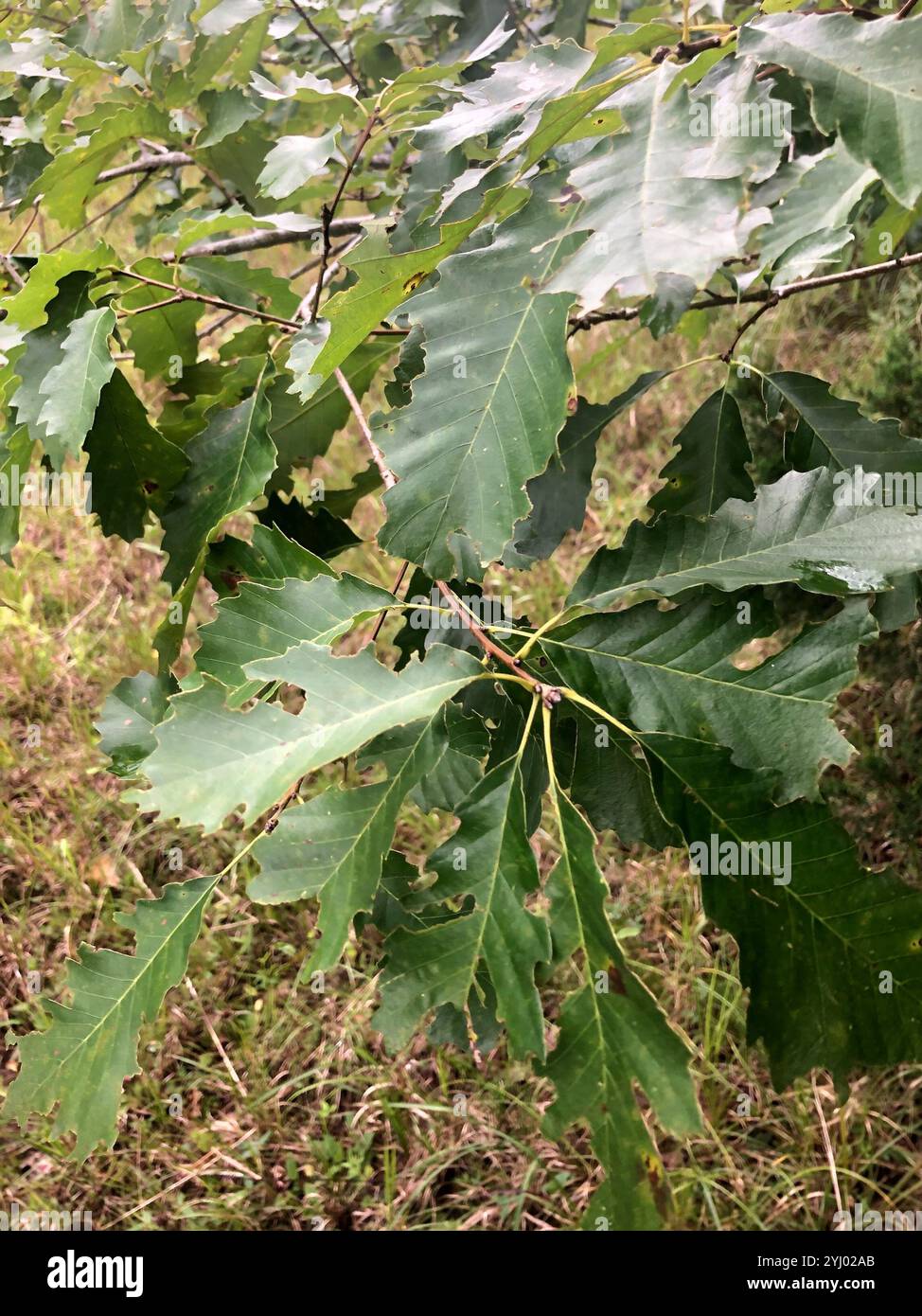 chinkapin oak (Quercus muehlenbergii Stock Photo - Alamy