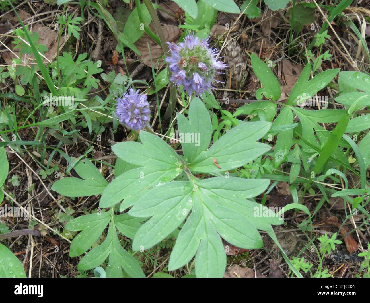 Waterleaf Stone ballhead waterleaf (Hydrophyllum capitatum Stock Photo - Alamy