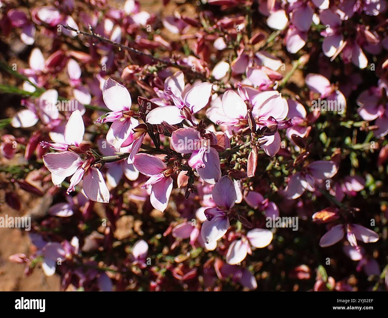 Livid Falsepea (Polygala microlopha Stock Photo - Alamy