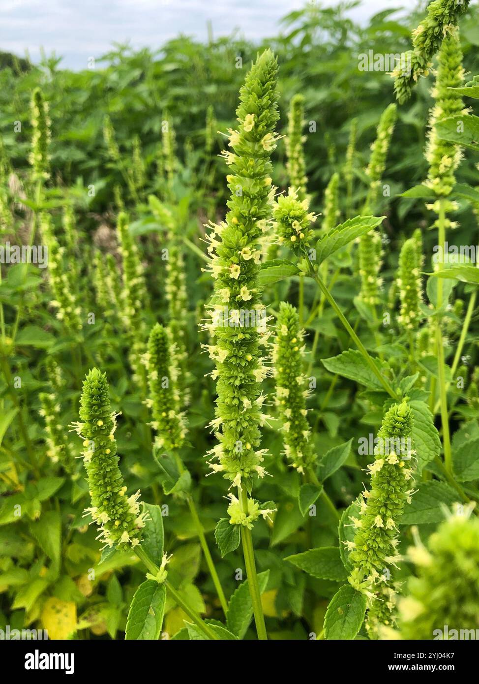 yellow giant hyssop (Agastache nepetoides Stock Photo - Alamy