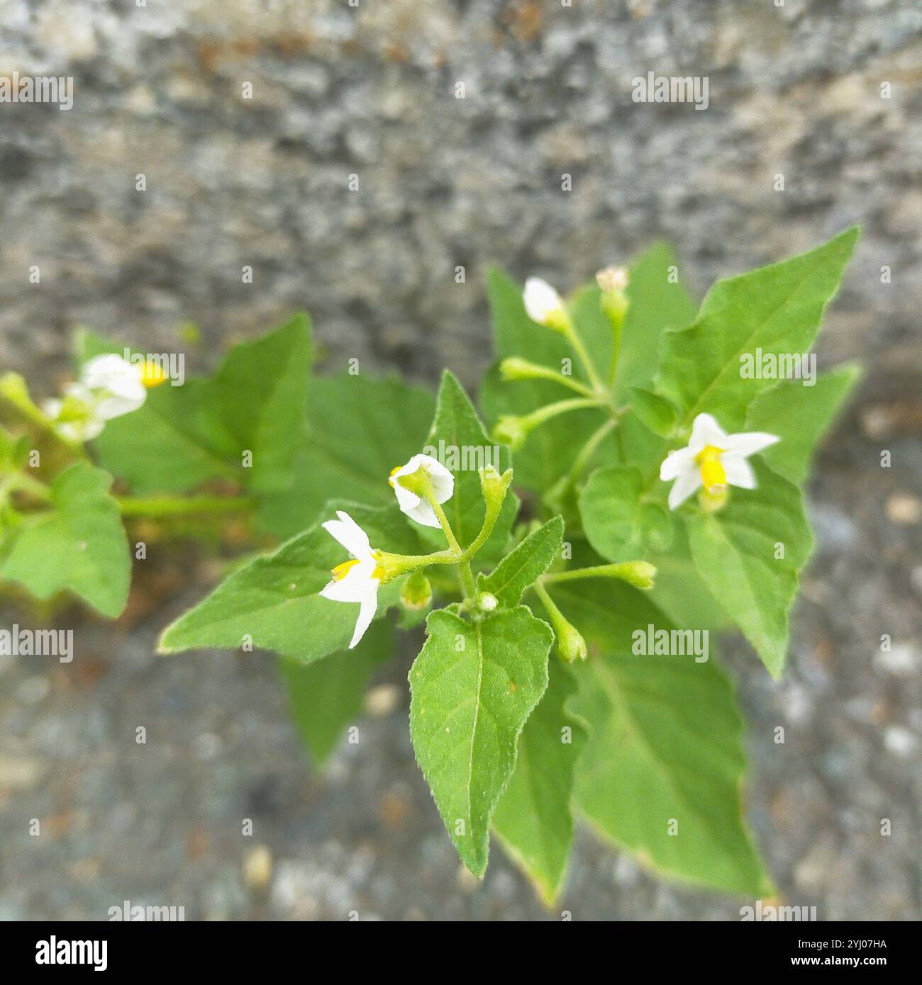 black nightshade (Solanum nigrum Stock Photo - Alamy