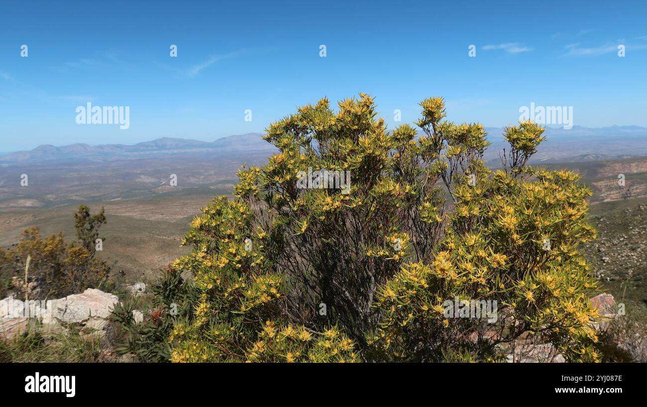 Conebushes (Leucadendron) Stock Photo