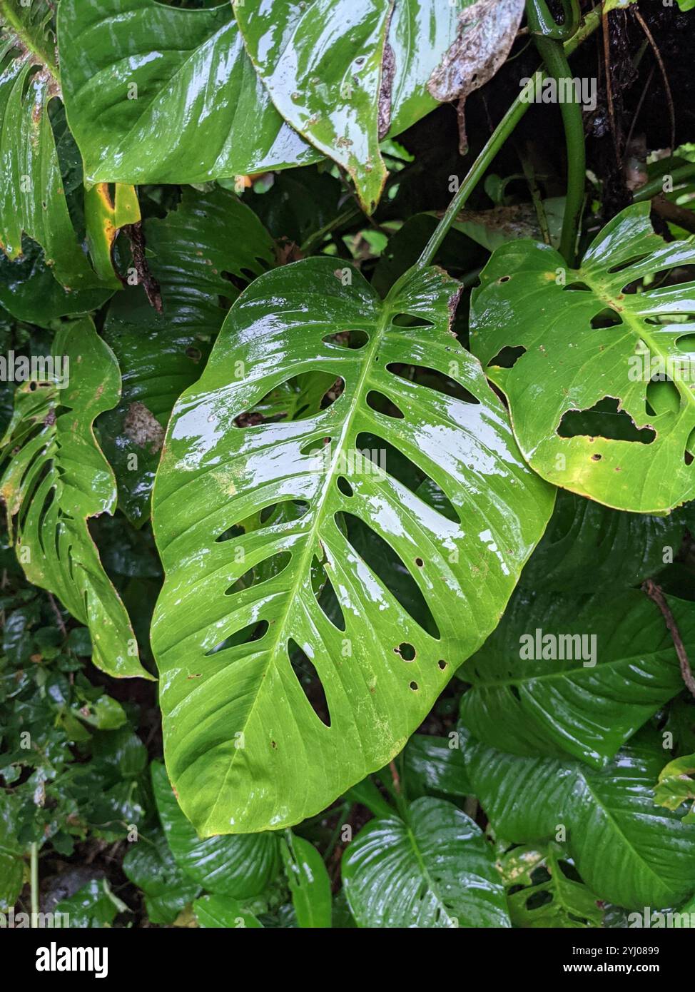 Monstera adansonii laniata hi-res stock photography and images - Alamy