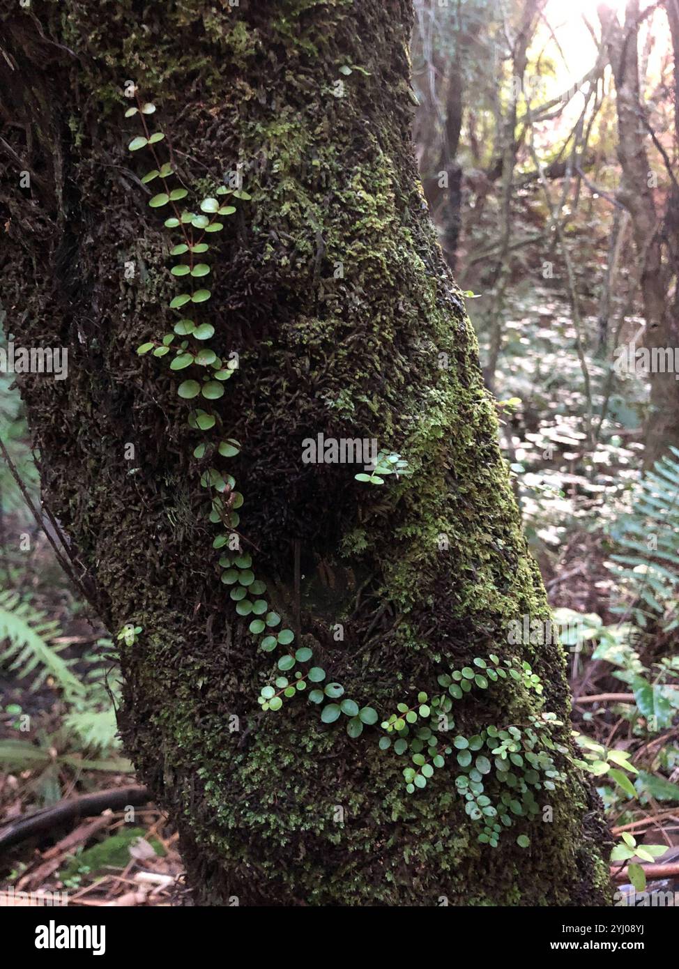 climbing rātā (Metrosideros perforata Stock Photo - Alamy
