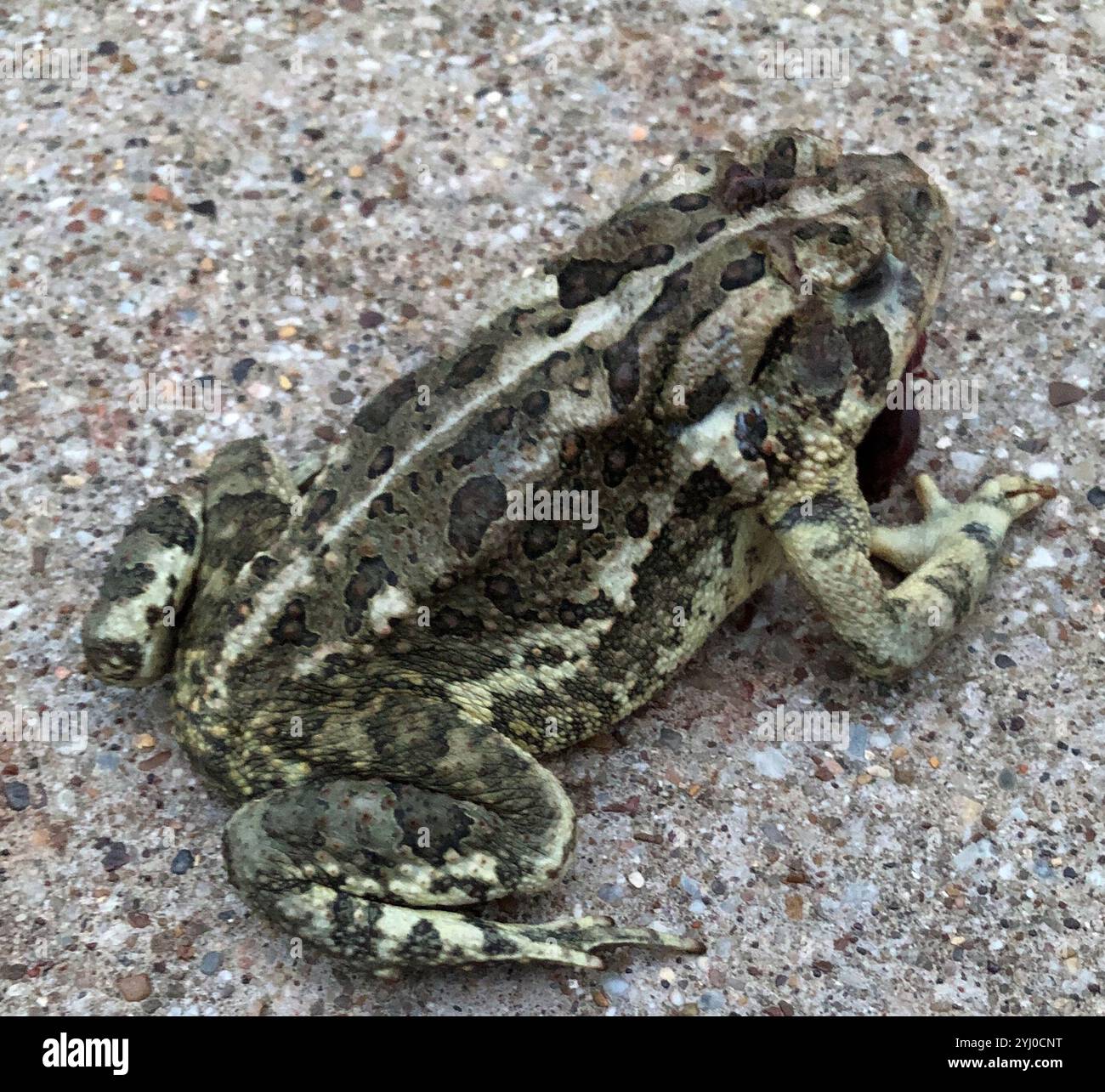 Fowlers toads hi-res stock photography and images - Alamy