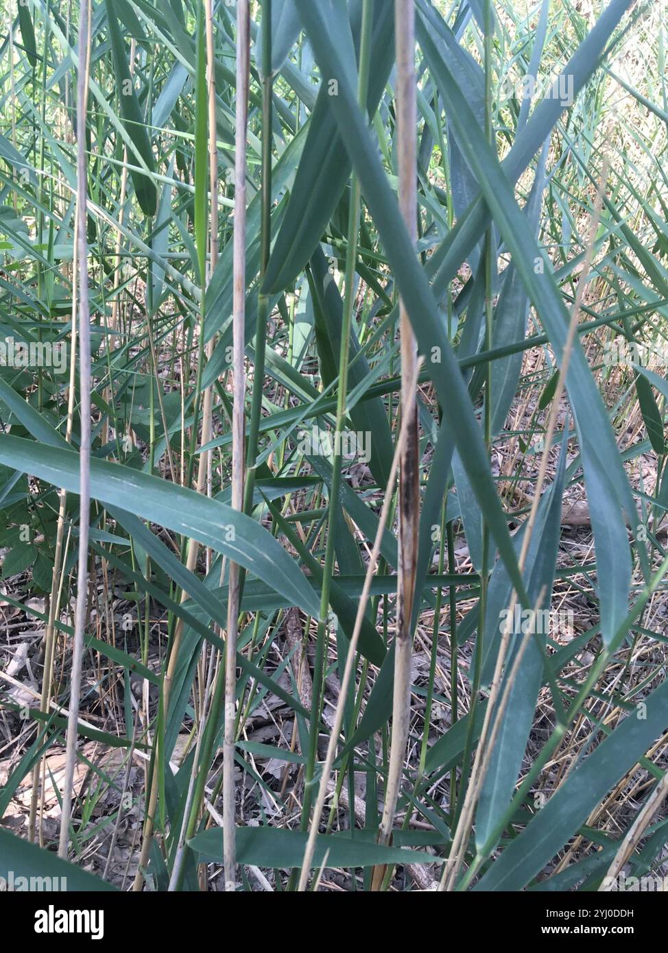 common reed (Phragmites australis Stock Photo - Alamy