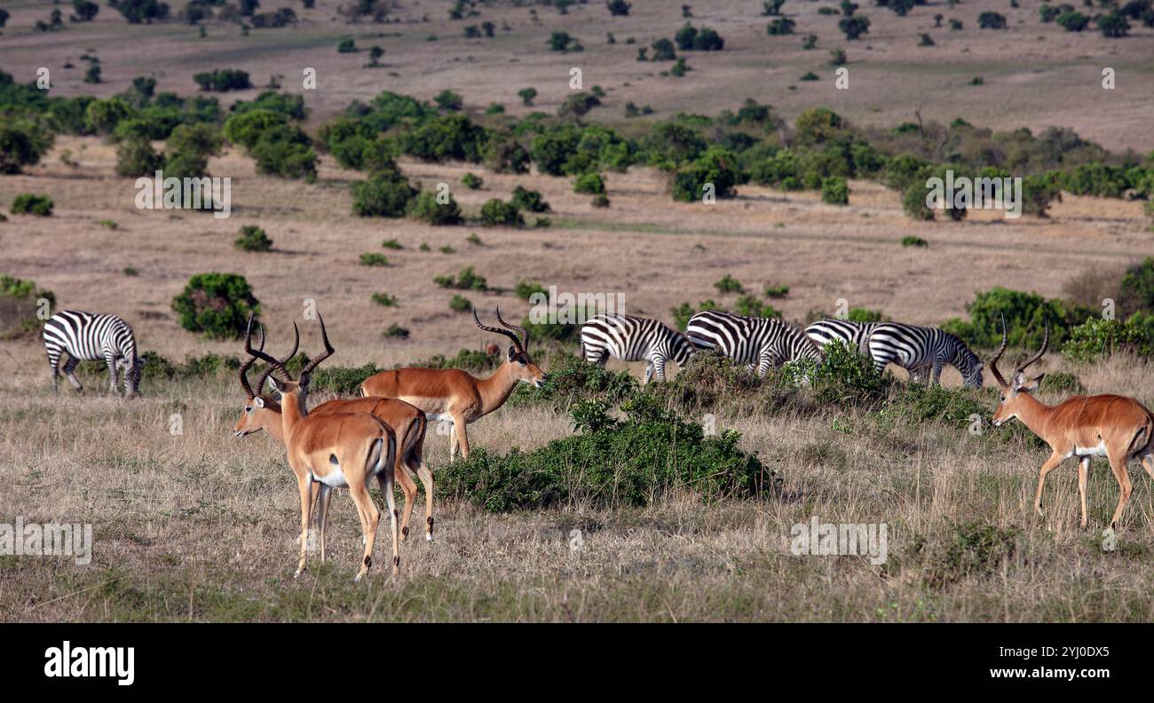 Hartebeest and zabras in African landscape Stock Photo
