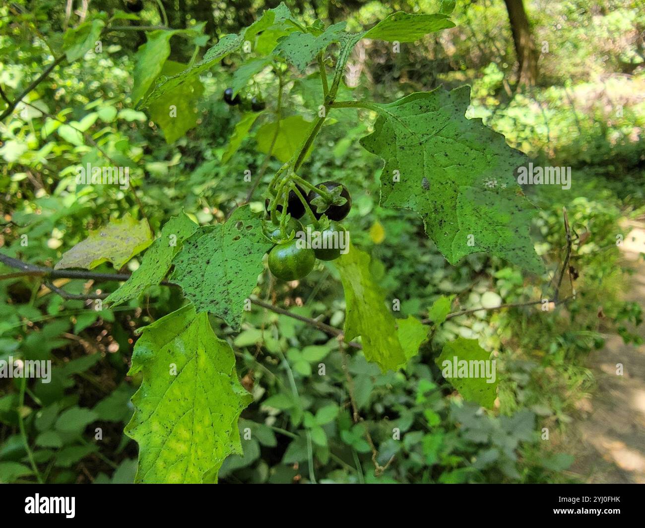 Black Nightshade Complex (Solanum nigrum Stock Photo - Alamy