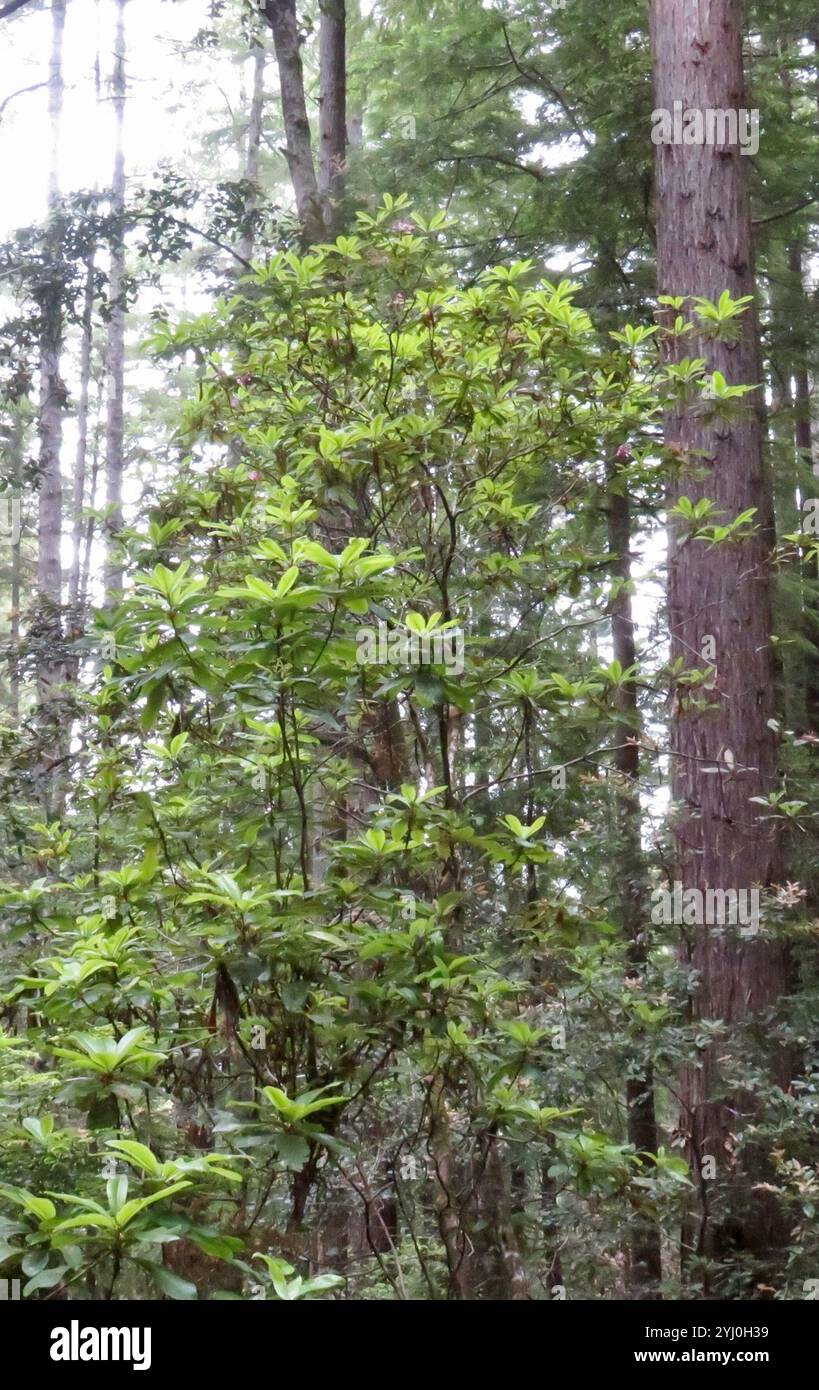 Pacific rhododendron (Rhododendron macrophyllum Stock Photo - Alamy
