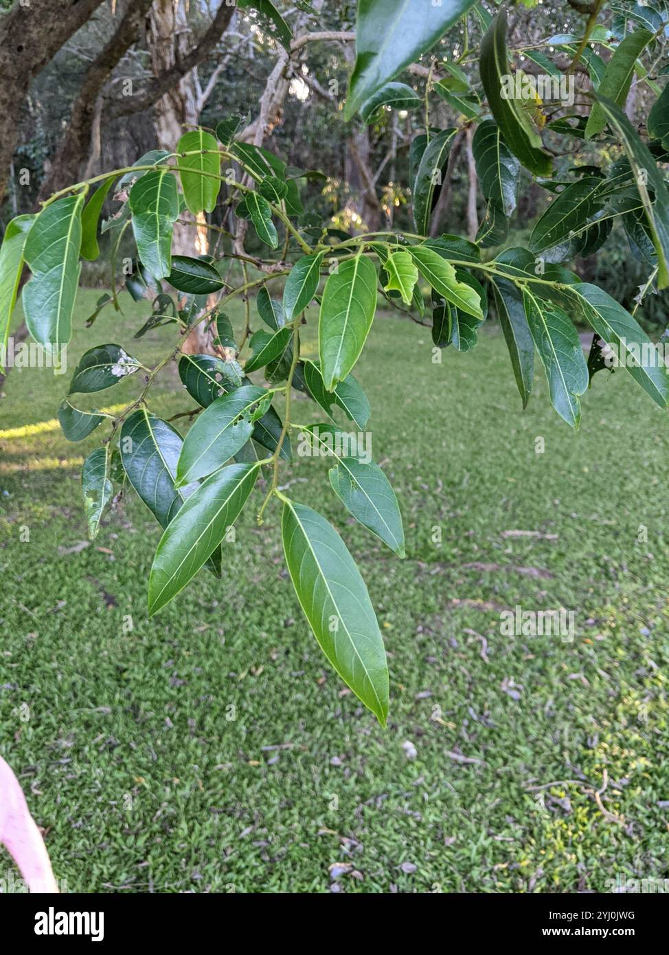 Umbrella Cheese Tree (Glochidion zeylanicum zeylanicum Stock Photo - Alamy
