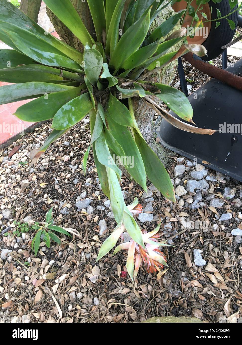 Tillandsia biflora hi-res stock photography and images - Alamy