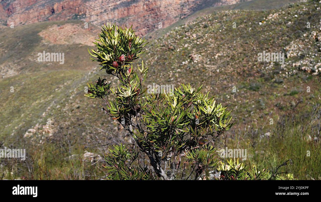 Conebushes (Leucadendron) Stock Photo