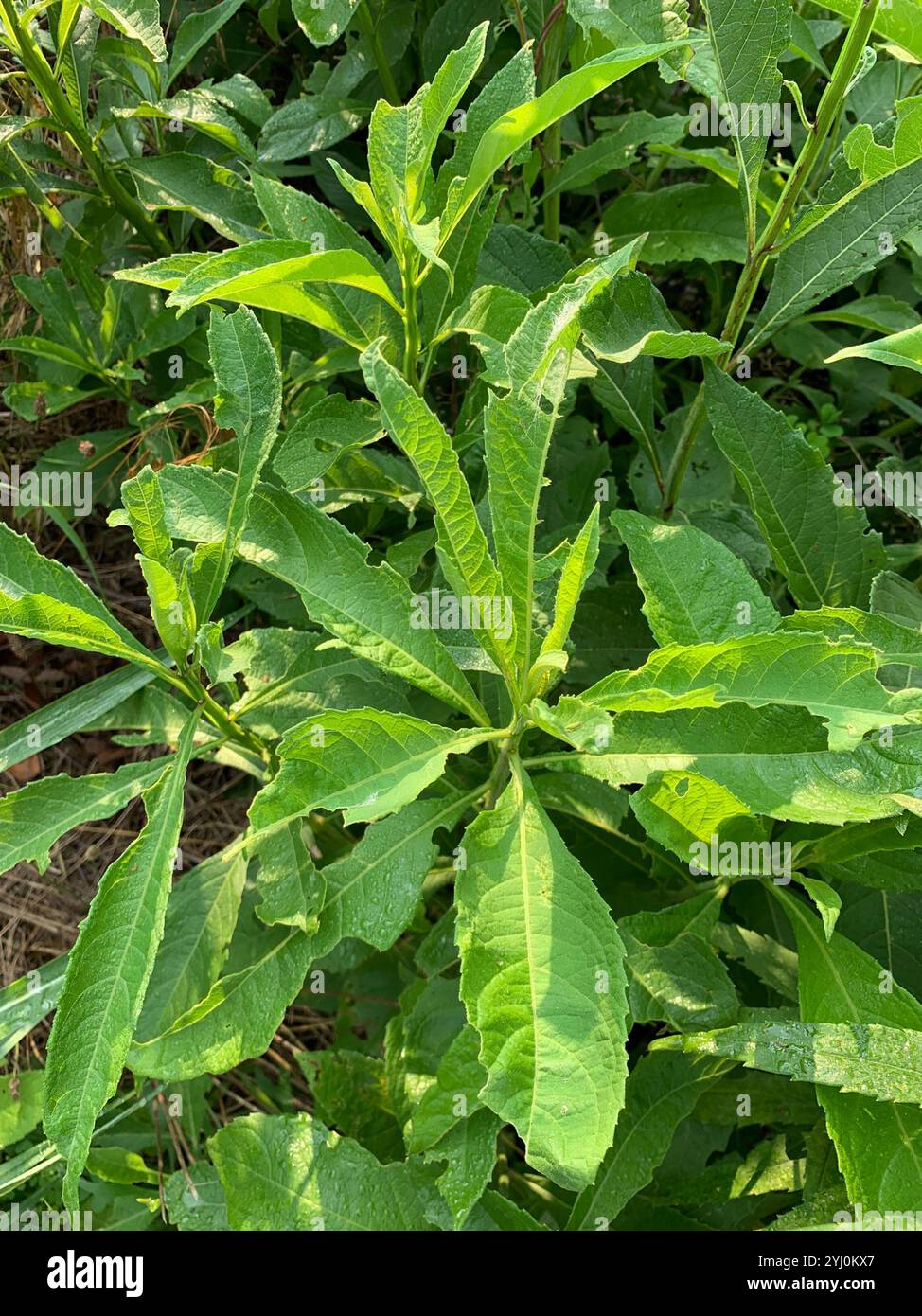 White Wingstem Wingstem (Verbesina alternifolia Stock Photo - Alamy