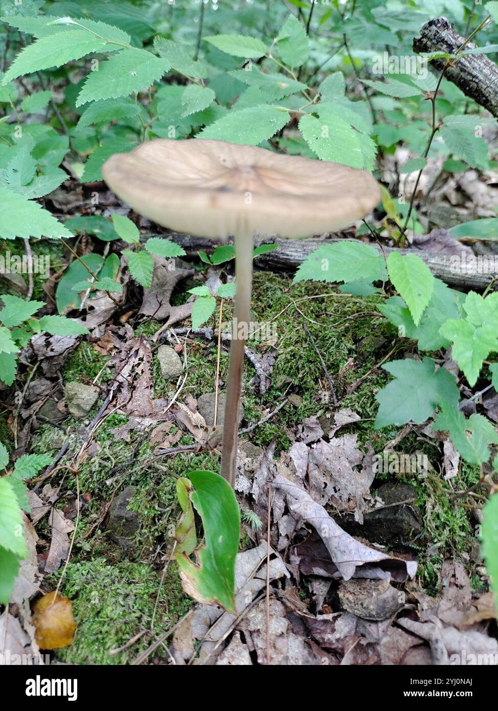 Beech Rooter Beech Rooter (Oudemansiella furfuracea Stock Photo - Alamy