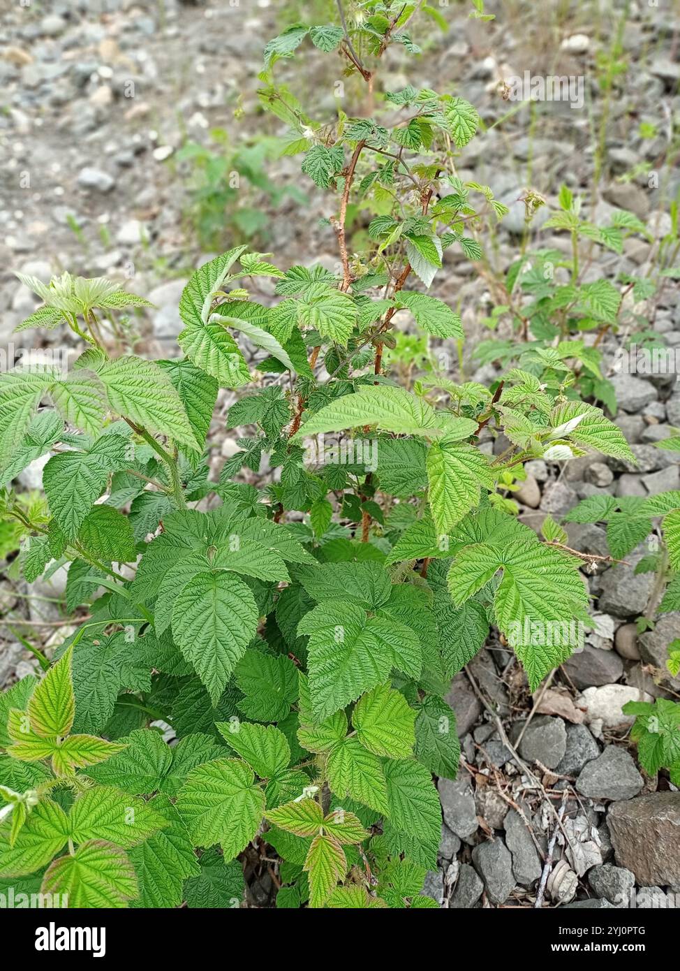 red raspberry (Rubus idaeus Stock Photo - Alamy