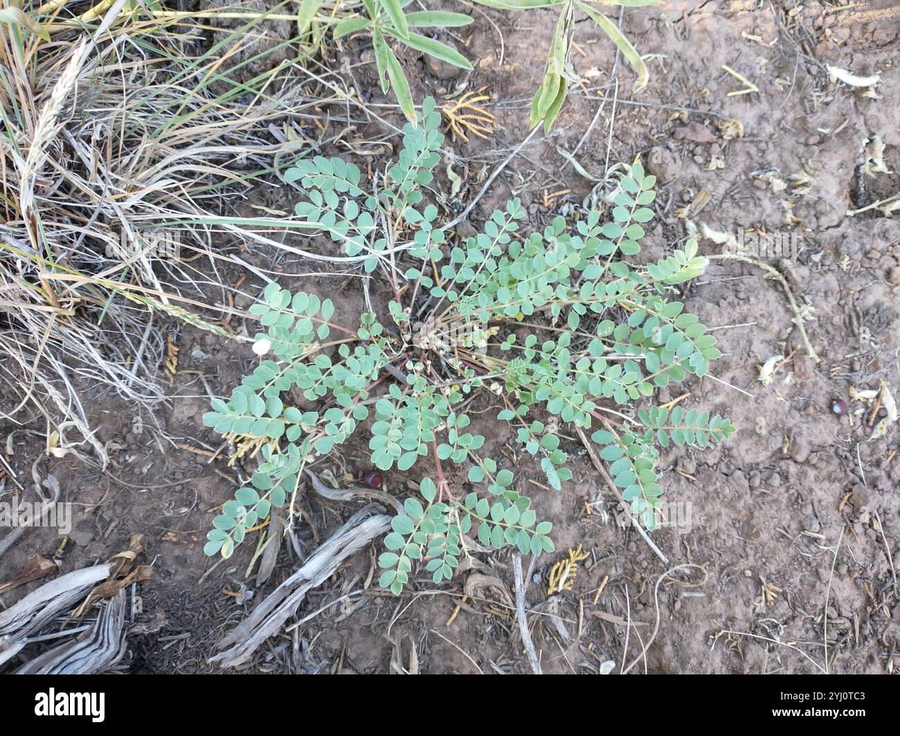 Freckled milkvetch hi-res stock photography and images - Alamy