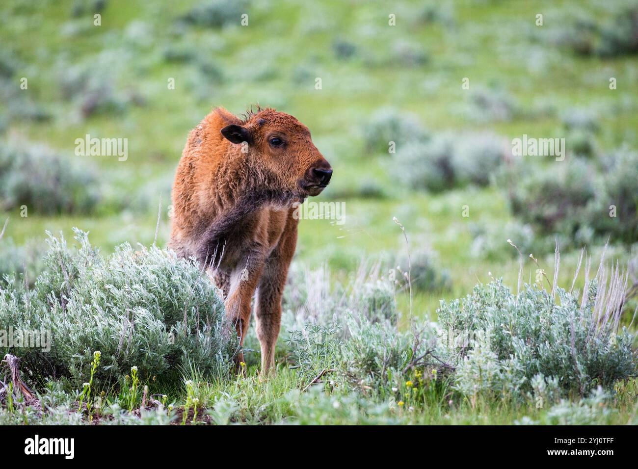 A bison calf standing in the Lamar Valley. Yellowstone National Park ...