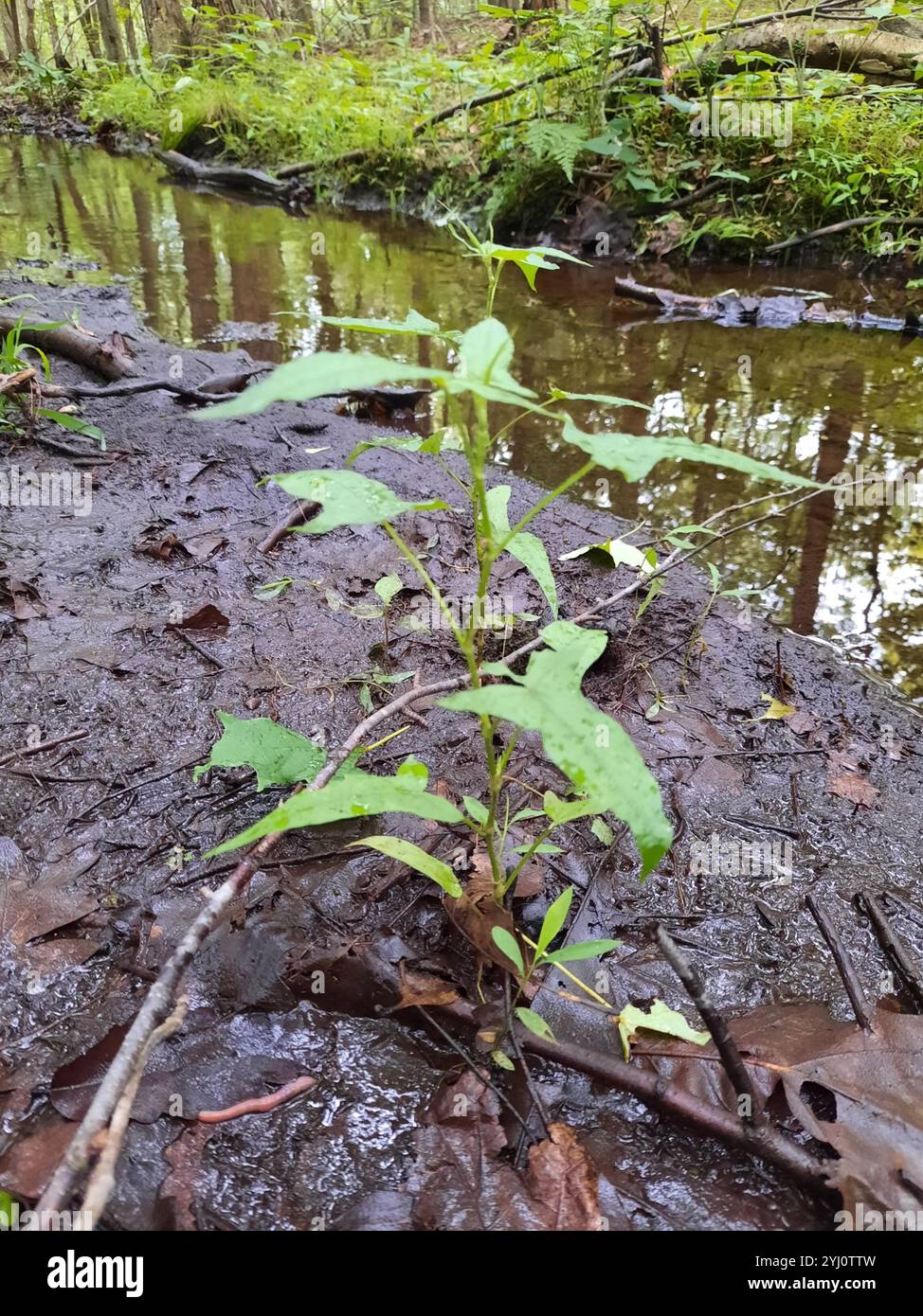 halberd-leaved tearthumb (Persicaria arifolia Stock Photo - Alamy