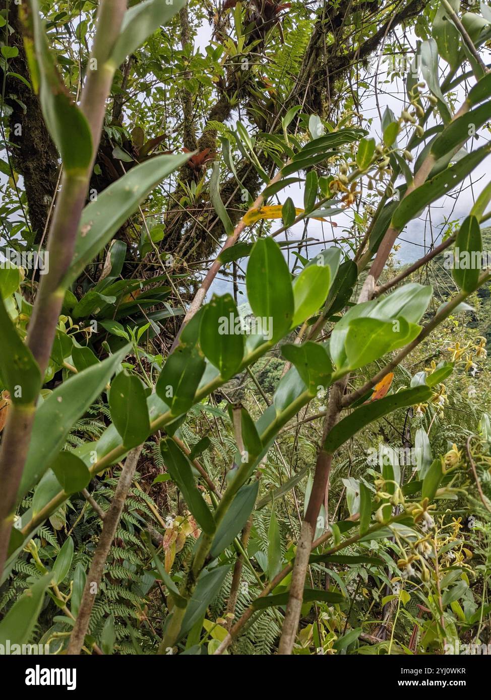 Exasperatum hi-res stock photography and images - Alamy