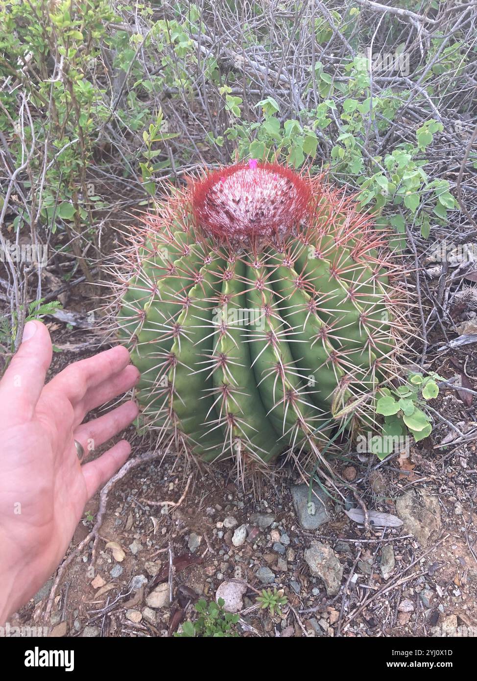 Melocactus intortus hires stock photography and images Alamy