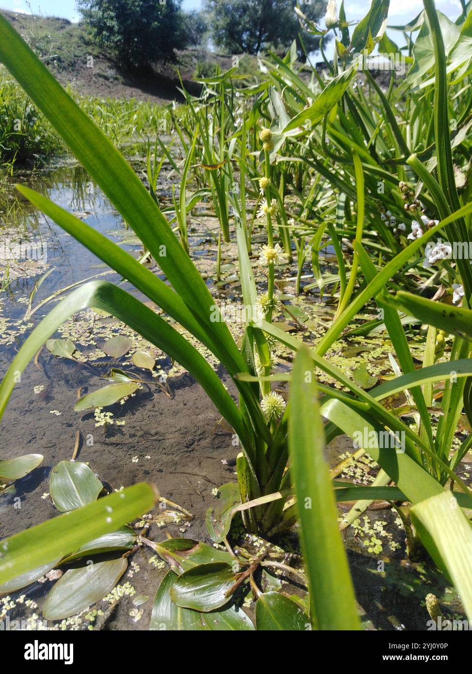 unbranched bur-reed (Sparganium emersum) Stock Photo